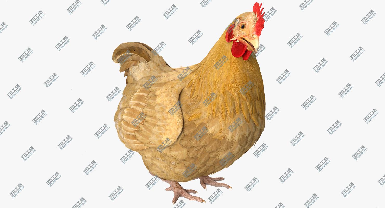 images/goods_img/202104022/Chicken Rigged for Maya 3D model/4.jpg